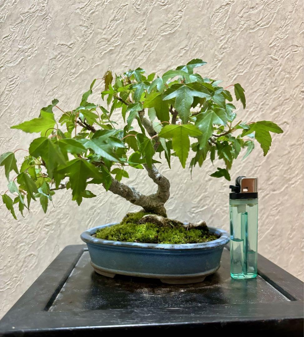 樹高14.5㎝楓カエデ小品盆栽真柏黒松五葉松紅葉梅桜 樹高14.5㎝楓カエデ小品盆栽真柏黒松五葉松紅葉梅桜